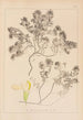 Herbier de la flore française Pl0912 - Louis Antoine Cusin — vista dell’opera