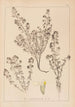 Herbier de la flore française Pl0915 - Louis Antoine Cusin — Ansicht des Kunstwerks