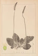 Herbier de la flore française Pl0923 - Louis Antoine Cusin — vista dell’opera