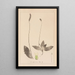 Herbier de la flore française Pl0924 - Louis Antoine Cusin — gerahmtes Bild an der Wand