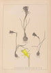 Herbier de la flore française Pl0959 - Louis Antoine Cusin — Ansicht des Kunstwerks