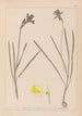 Herbier de la flore française Pl0961 - Louis Antoine Cusin — Ansicht des Kunstwerks