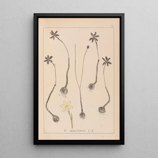 Louis Antoine Cusin - Herbier de la flore franaise Pl0969.webp