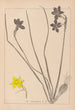 Herbier de la flore française Pl0970 - Louis Antoine Cusin — Ansicht des Kunstwerks