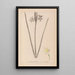 Herbier de la flore française Pl0972 - Louis Antoine Cusin — quadro incorniciato alla parete
