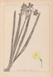Herbier de la flore française Pl0973 - Louis Antoine Cusin — Ansicht des Kunstwerks
