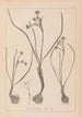 Herbier de la flore française Pl0974 - Louis Antoine Cusin — vista dell’opera