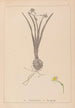 Herbier de la flore française Pl0978 - Louis Antoine Cusin — vista dell’opera