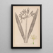 Herbier de la flore française Pl0980 - Louis Antoine Cusin — quadro incorniciato alla parete