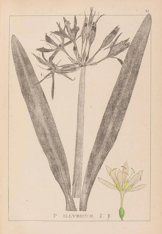 Louis Antoine Cusin - Herbier de la flore franaise Pl0980.webp