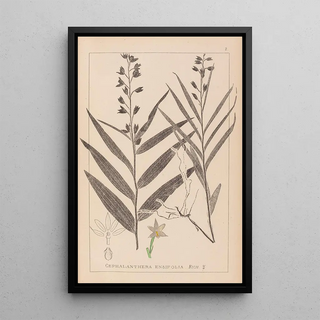 Louis Antoine Cusin - Herbier de la flore franaise Pl0983.webp