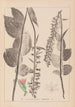Herbier de la flore française Pl0987 - Louis Antoine Cusin — Ansicht des Kunstwerks