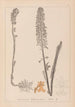 Herbier de la flore française Pl0990 - Louis Antoine Cusin — vista dell’opera