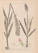 Herbier de la flore française Pl1002 - Louis Antoine Cusin — vista dell’opera