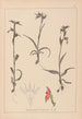 Herbier de la flore française Pl1008 - Louis Antoine Cusin — vista dell’opera