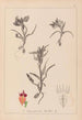 Herbier de la flore française Pl1011 - Louis Antoine Cusin — vista dell’opera