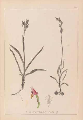 Louis Antoine Cusin - Herbier de la flore franaise Pl1012.webp