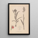 Herbier de la flore française Pl1013 - Louis Antoine Cusin — quadro incorniciato alla parete