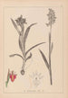 Herbier de la flore française Pl1013 - Louis Antoine Cusin — vista dell’opera