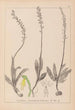 Herbier de la flore française Pl1015 - Louis Antoine Cusin — vista dell’opera