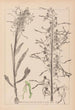 Herbier de la flore française Pl1016 - Louis Antoine Cusin — Ansicht des Kunstwerks