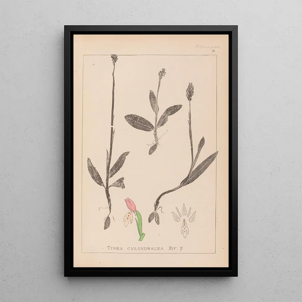 Louis Antoine Cusin - Herbier de la flore franaise Pl1019.webp