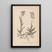 Herbier de la flore française Pl1023 - Louis Antoine Cusin — gerahmtes Bild an der Wand