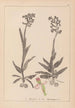 Herbier de la flore française Pl1023 - Louis Antoine Cusin — Ansicht des Kunstwerks