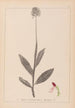 Herbier de la flore française Pl1030 - Louis Antoine Cusin — vista dell’opera