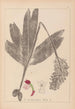 Herbier de la flore française Pl1032 - Louis Antoine Cusin — Ansicht des Kunstwerks