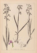 Herbier de la flore française Pl1034 - Louis Antoine Cusin — vista dell’opera