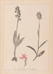 Herbier de la flore française Pl1038 - Louis Antoine Cusin — vista dell’opera