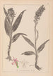 Herbier de la flore française Pl1044 - Louis Antoine Cusin — Ansicht des Kunstwerks