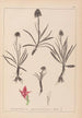 Herbier de la flore française Pl1046 - Louis Antoine Cusin — vista dell’opera