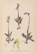 Herbier de la flore française Pl1048 - Louis Antoine Cusin — Ansicht des Kunstwerks