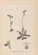 Herbier de la flore française Pl1051 - Louis Antoine Cusin — vista dell’opera