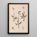 Herbier de la flore française Pl1052 - Louis Antoine Cusin — quadro incorniciato alla parete