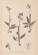 Herbier de la flore française Pl1052 - Louis Antoine Cusin — vista dell’opera