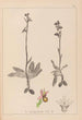 Herbier de la flore française Pl1053 - Louis Antoine Cusin — vista dell’opera