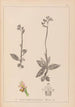 Herbier de la flore française Pl1055 - Louis Antoine Cusin — Ansicht des Kunstwerks