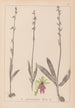 Herbier de la flore française Pl1056 - Louis Antoine Cusin — vista dell’opera