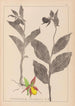 Herbier de la flore française Pl1059 - Louis Antoine Cusin — vista dell’opera