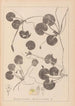 Herbier de la flore française Pl1060 - Louis Antoine Cusin — vista dell’opera
