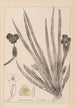 Herbier de la flore française Pl1061 - Louis Antoine Cusin — vista dell’opera