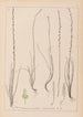 Herbier de la flore française Pl1064 - Louis Antoine Cusin — Ansicht des Kunstwerks