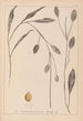 Herbier de la flore française Pl1070 - Louis Antoine Cusin — Ansicht des Kunstwerks