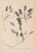Herbier de la flore française Pl1071 - Louis Antoine Cusin — Ansicht des Kunstwerks