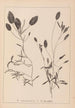 Herbier de la flore française Pl1074 - Louis Antoine Cusin — vista dell’opera