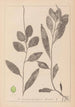 Herbier de la flore française Pl1075 - Louis Antoine Cusin — vista dell’opera