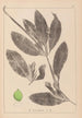 Herbier de la flore française Pl1076 - Louis Antoine Cusin — vista dell’opera